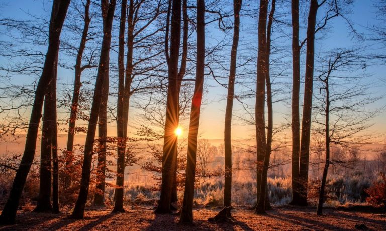 Sonnenaufgang im Wald