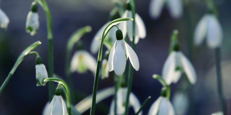 snowdrop-4865866_1280