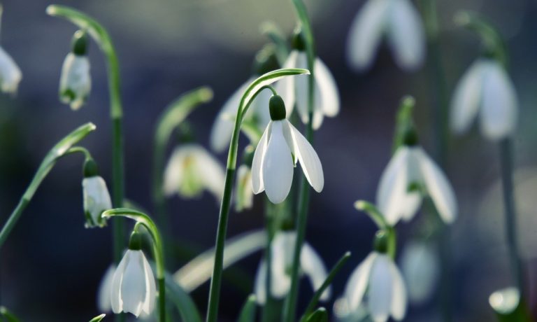 snowdrop-4865866_1280