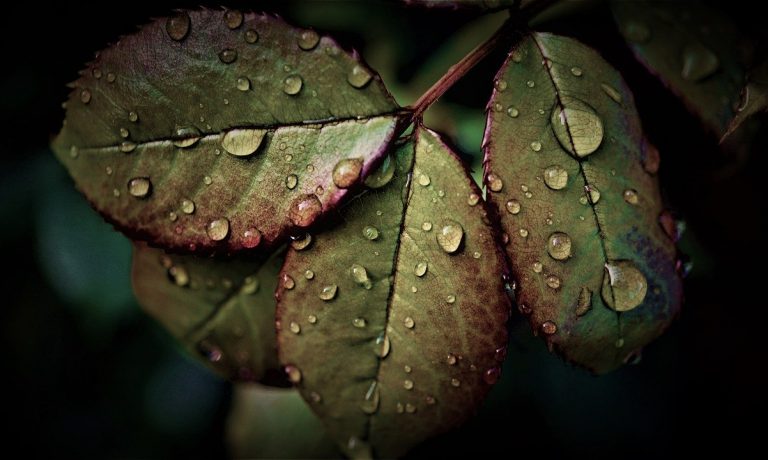 Regenwetter an den Börsen