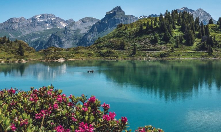 truebsee-5337646_1280