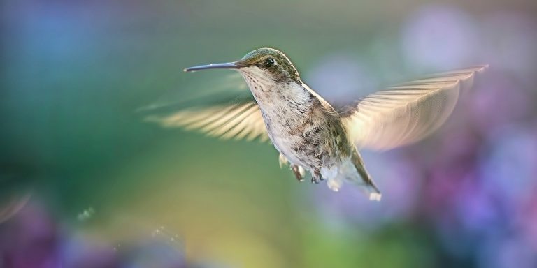 hummingbird-5477966_1280