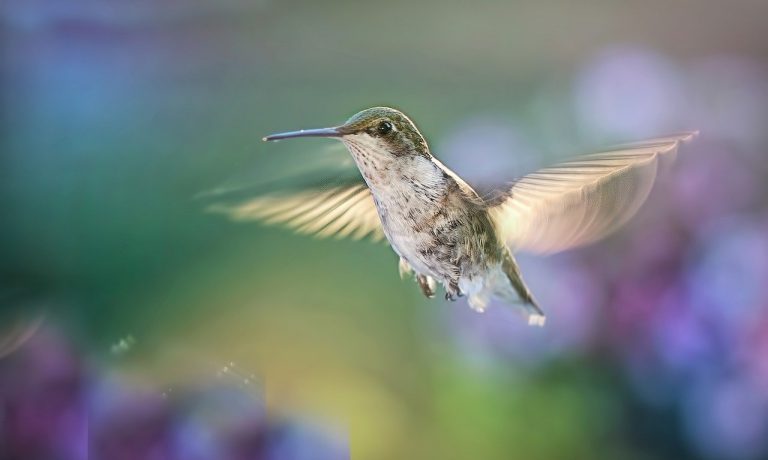 hummingbird-5477966_1280