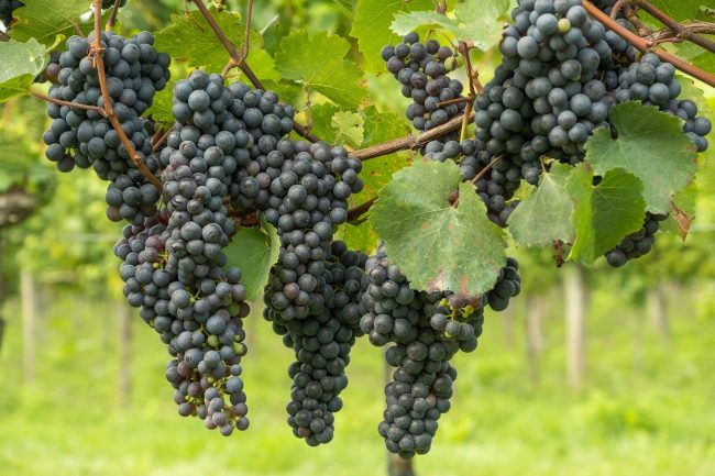 grapes-5551325_1280