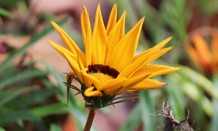 gold-noon-5718560_1280