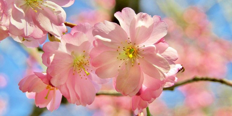 ornamental-cherry-6030194_1280