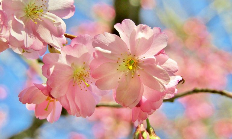 ornamental-cherry-6030194_1280