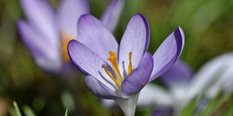 flowers-6066801_1280