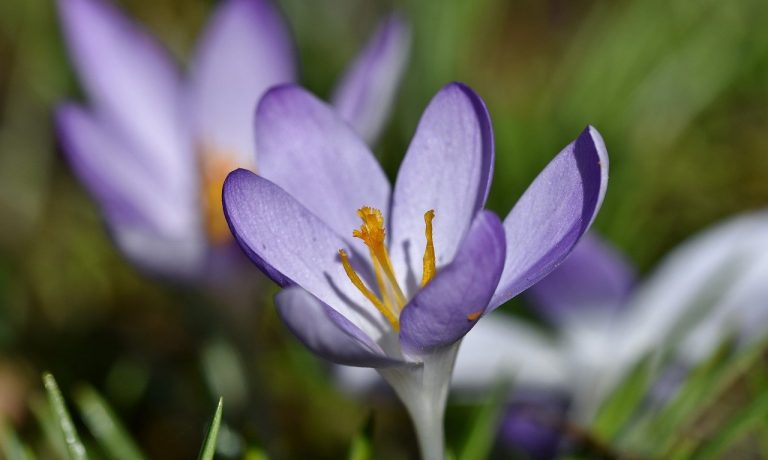 flowers-6066801_1280