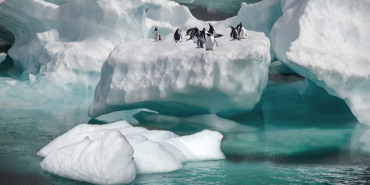 penguins-6086503_1280