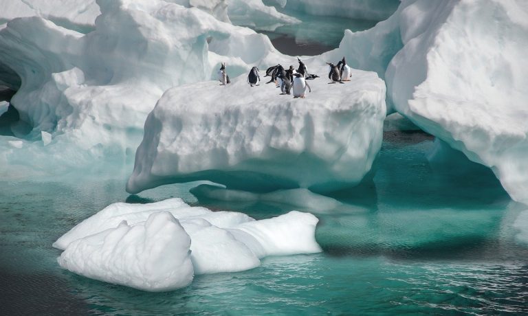 penguins-6086503_1280