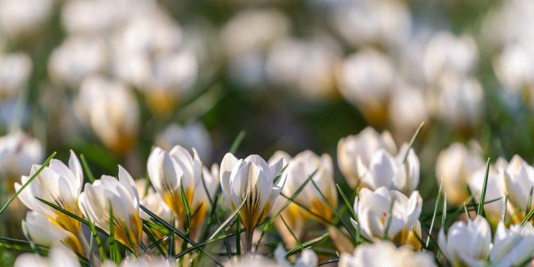 flowers-6141542_1280