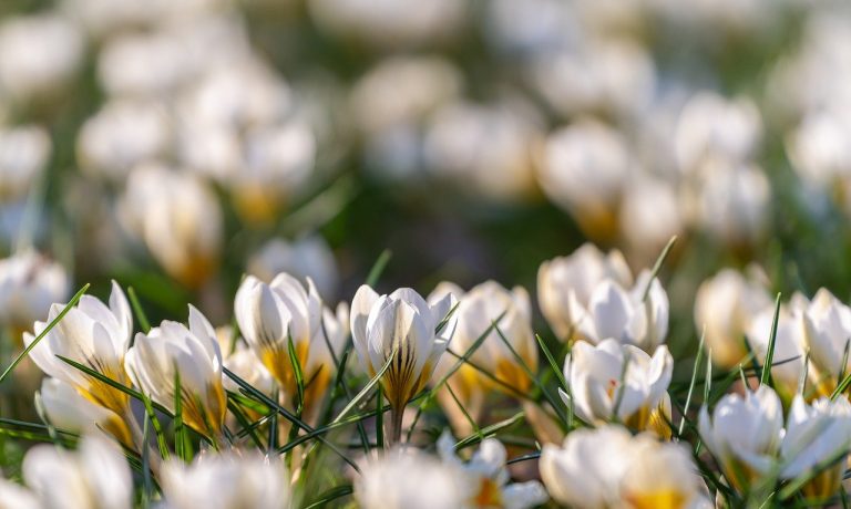 flowers-6141542_1280