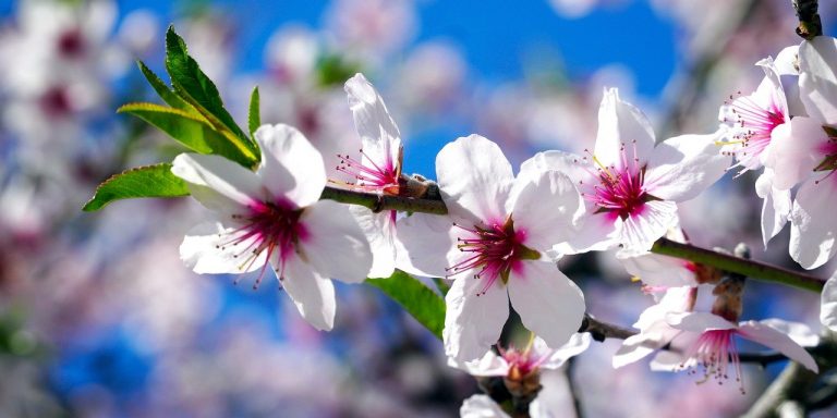 flowers-6142963_1280