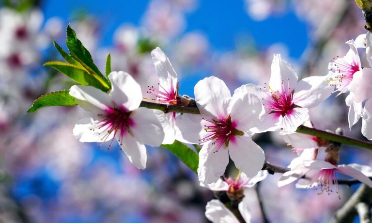 flowers-6142963_1280