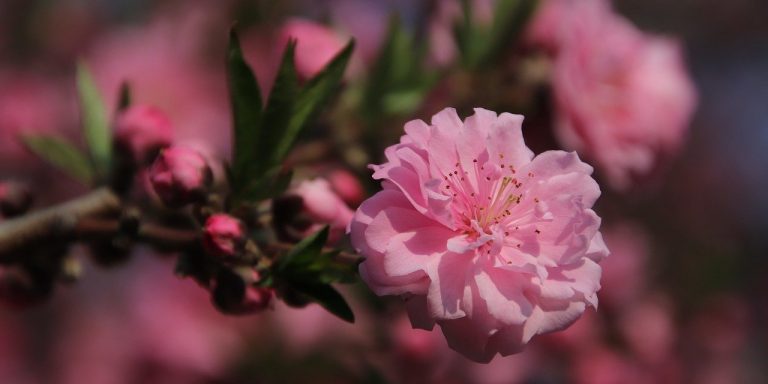 cherry-blossoms-6289778_1280-1