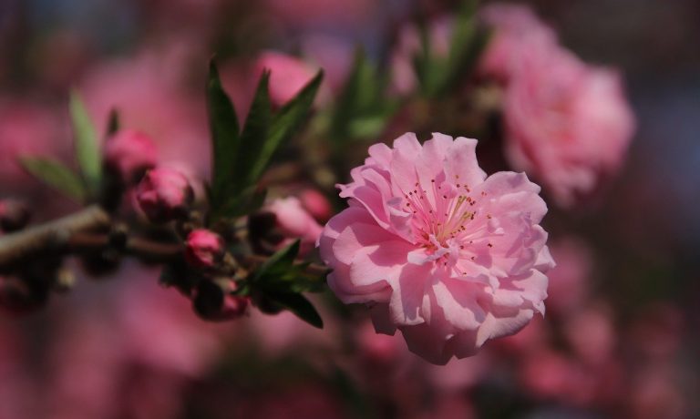 cherry-blossoms-6289778_1280-1