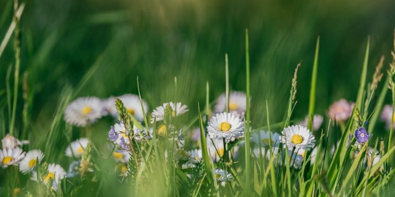 flowers-6206279_1280