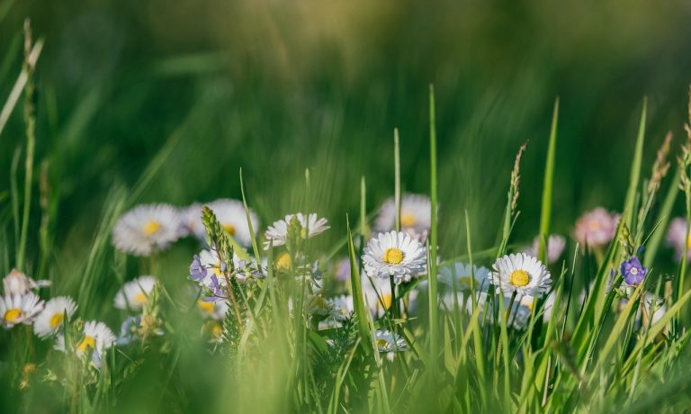 flowers-6206279_1280