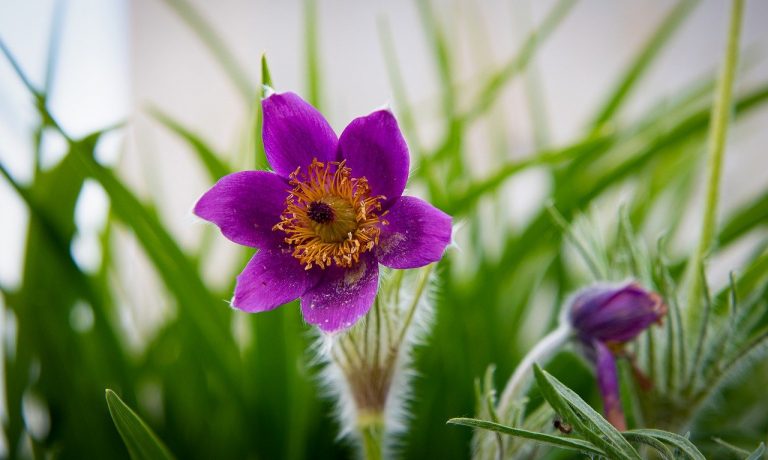 pasqueflower-6290131_1280