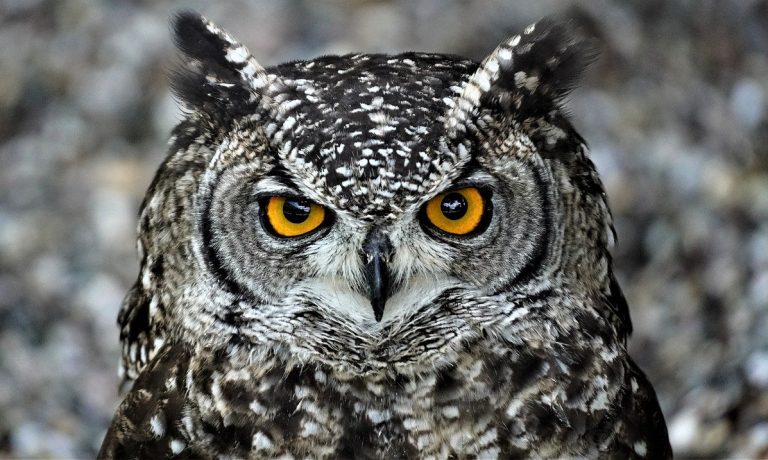 owl-6338951_1280