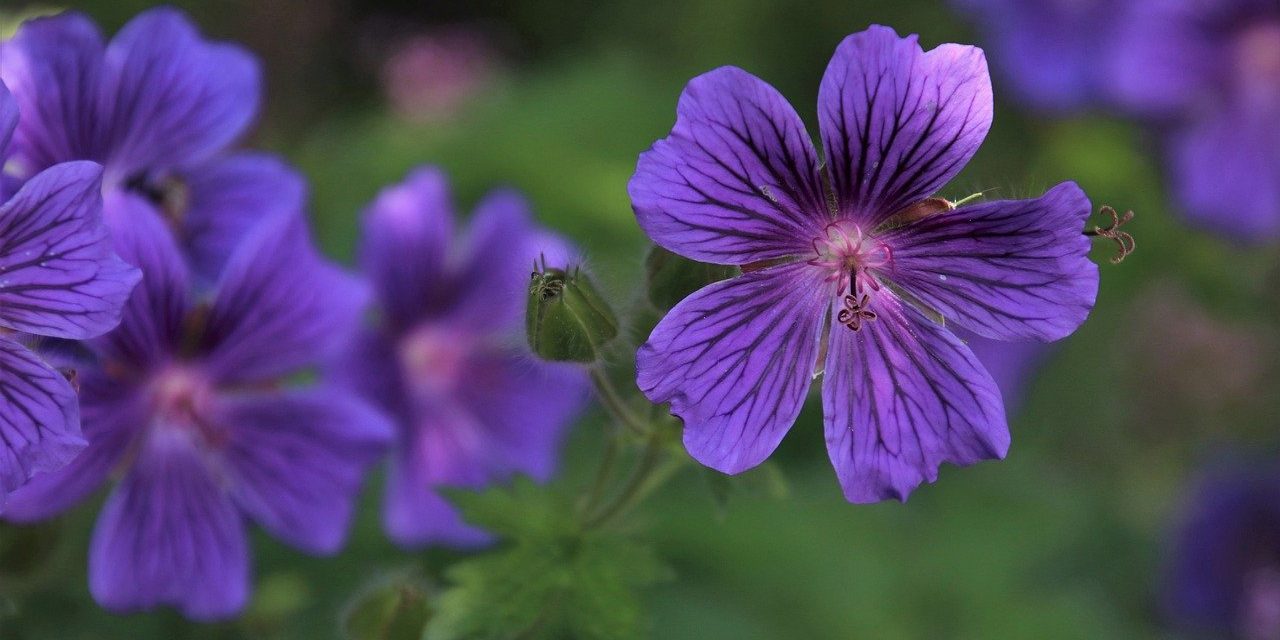 purple-flowers-6327100_1280