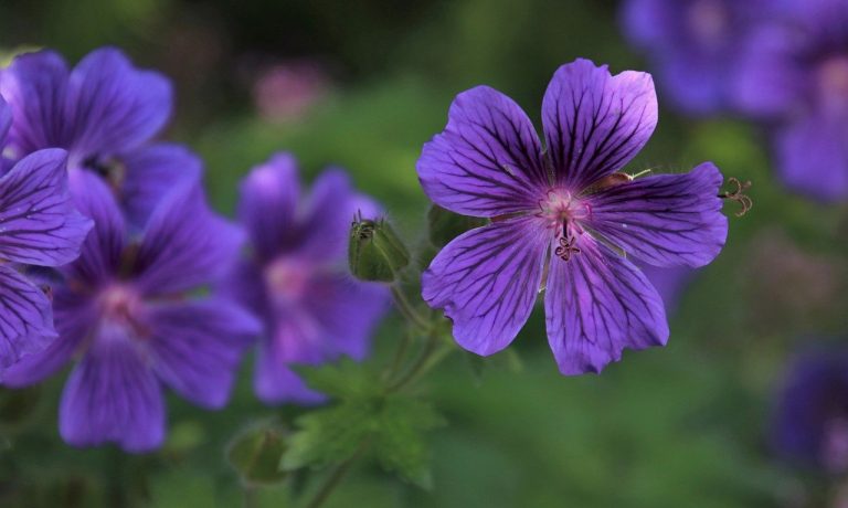 purple-flowers-6327100_1280