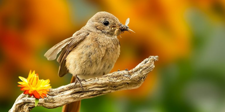 redstart-6369564_1280