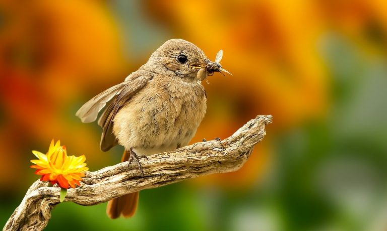 redstart-6369564_1280