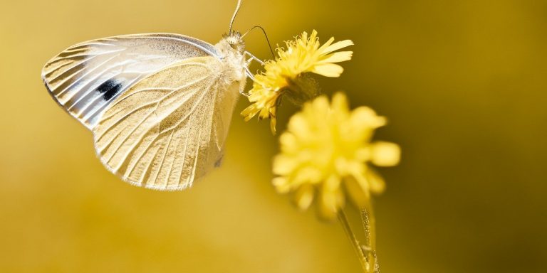 white-ling-5363370_1280