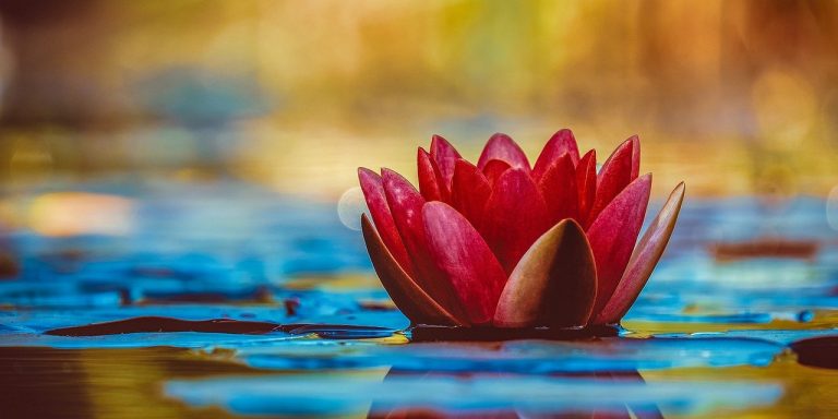 water-lily-3784022_1280