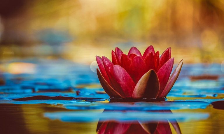 water-lily-3784022_1280