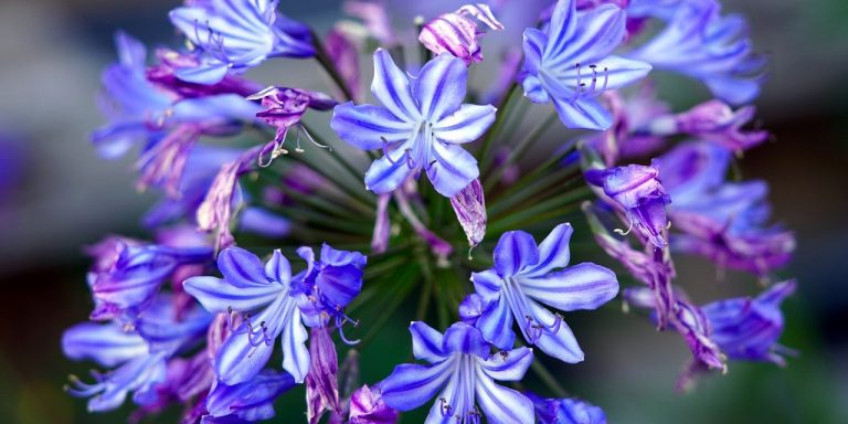 lily-of-the-nile-6576349_1280