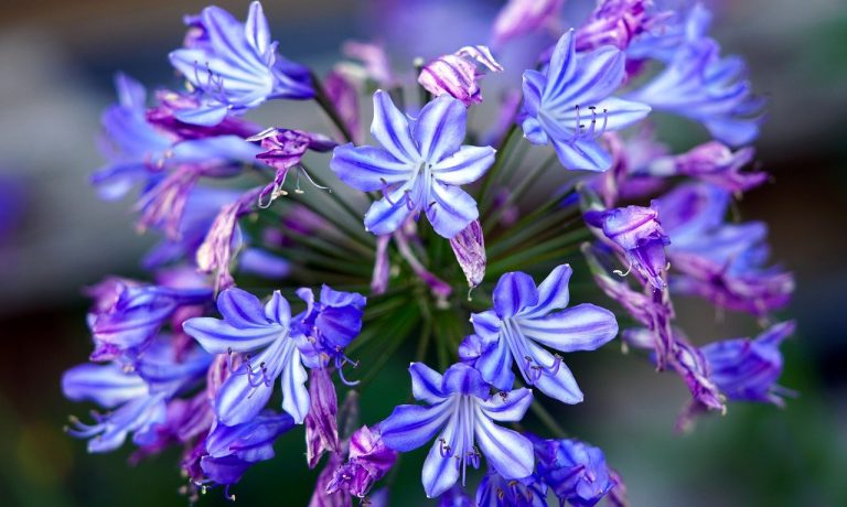 lily-of-the-nile-6576349_1280