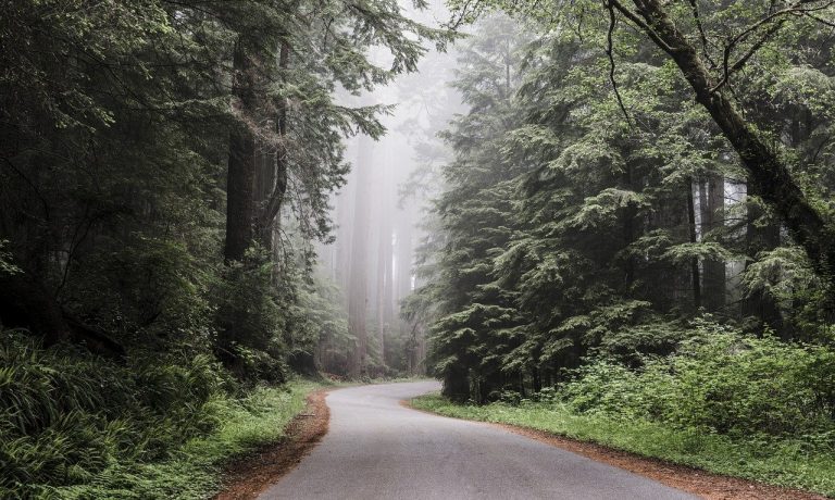 redwood-national-park-g248771338_1280