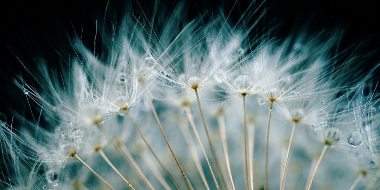 dandelion-g4752102fe_1280