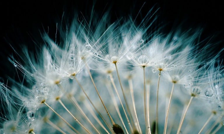 dandelion-g4752102fe_1280