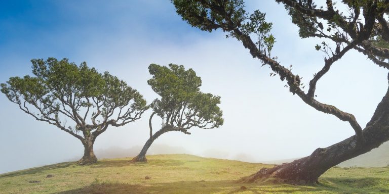 nature-g552e55451_1280