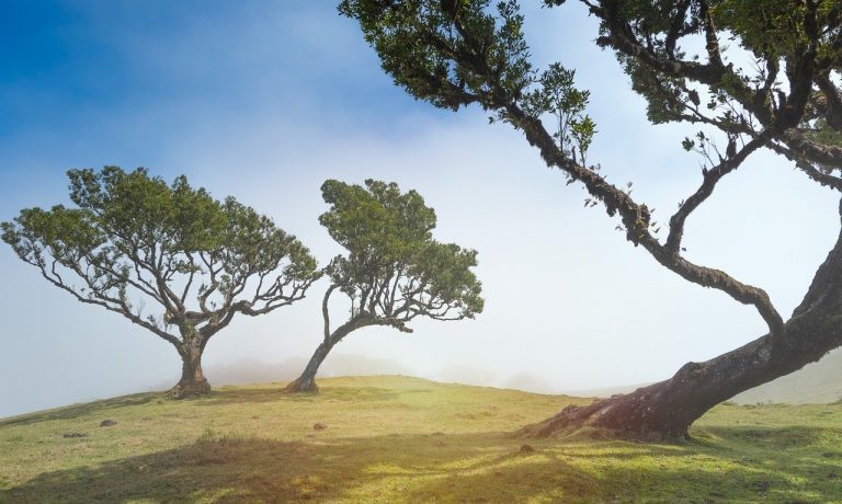 nature-g552e55451_1280