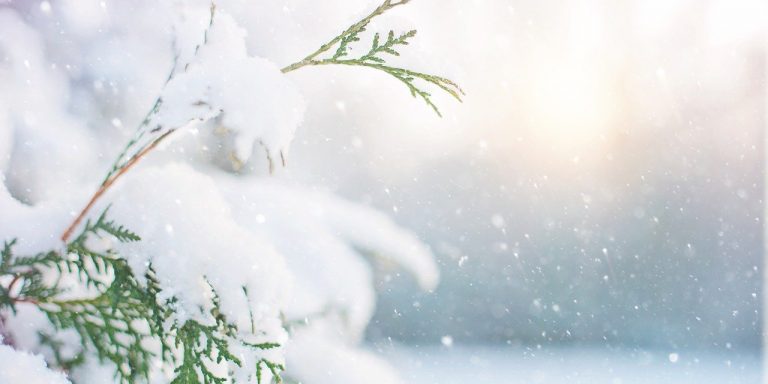 tree-g6eb761aaf_1280