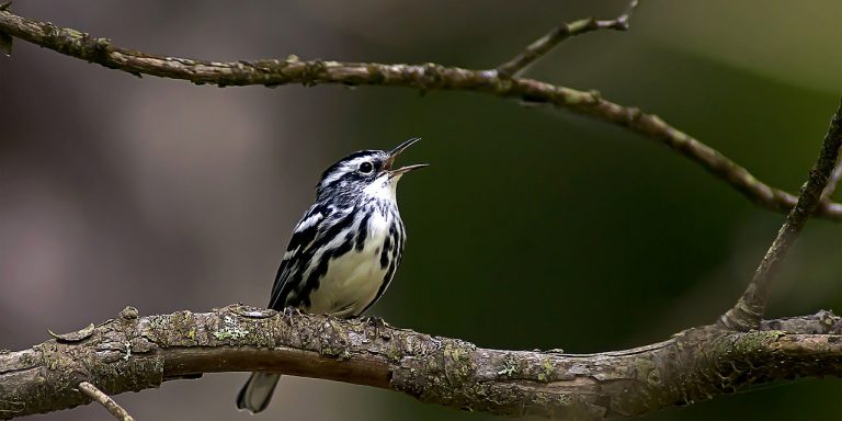 black-and-white-warbler-g1158aade2_1280