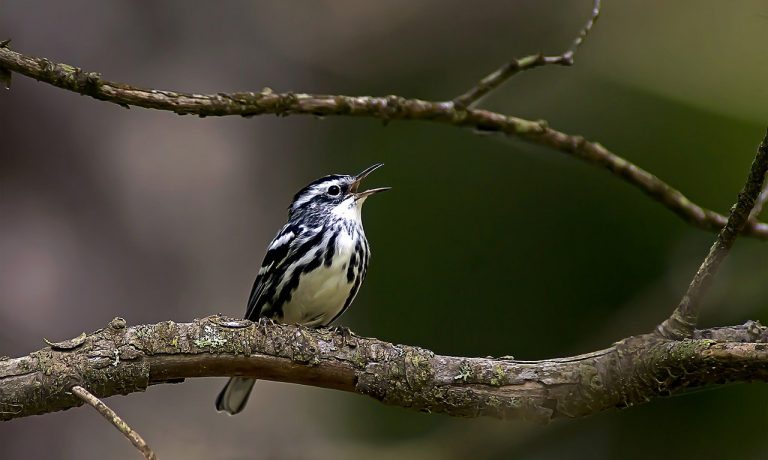 black-and-white-warbler-g1158aade2_1280