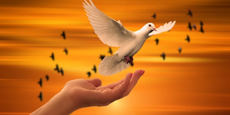 dove-g244d2ed9c_1920