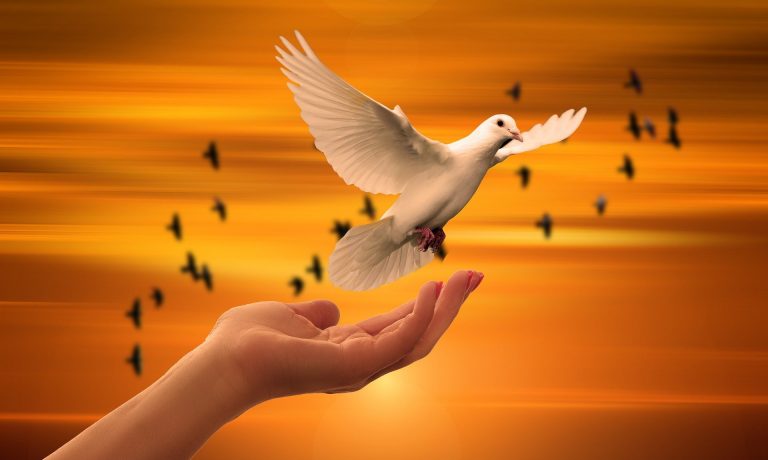 dove-g244d2ed9c_1920