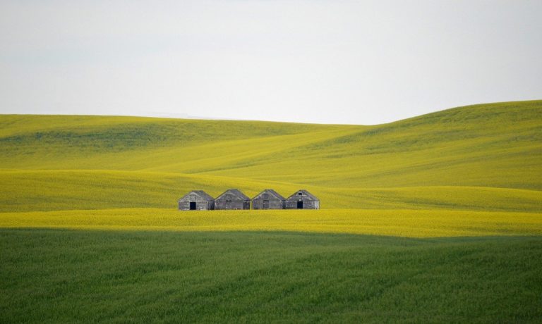 field-g9a0c8baba_1280