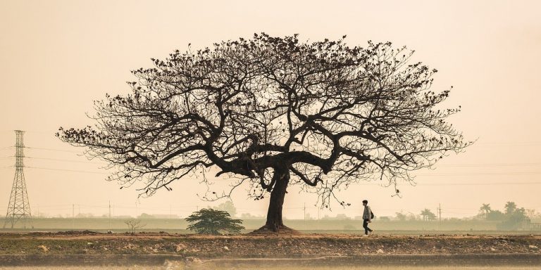 nature-g7e5bbdb53_1280