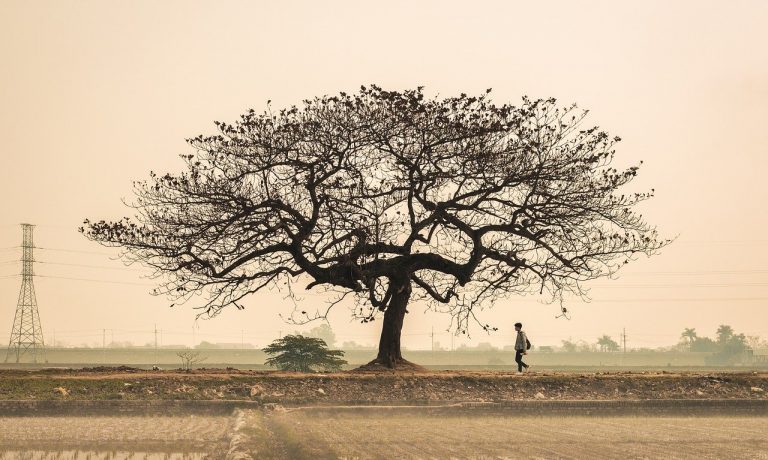 nature-g7e5bbdb53_1280