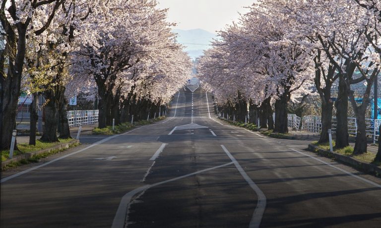 cherry-blossoms-g80956b5c5_1280