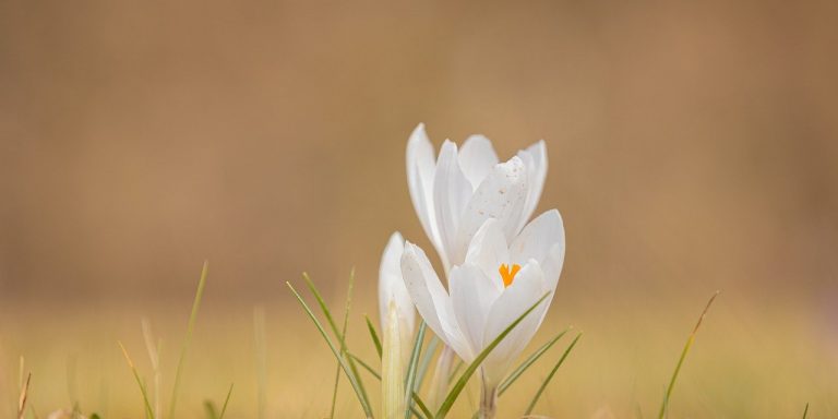 crocus-gcbd44fd32_1280