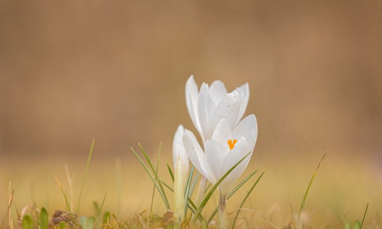 crocus-gcbd44fd32_1280
